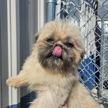 Sammy -  Shih Tzu Dog for Adoption in Kalamazoo, Michigan - Sammy | PetCurious