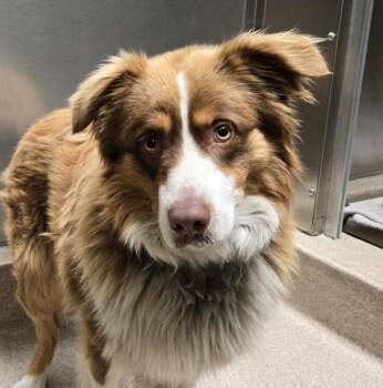 Australian Shepherd Dogs Available for Adoption in Oakland, California - Harley | PetCurious