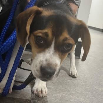 Maximo -  Beagle Dog for Adoption in Philadelphia, Pennsylvania - Maximo | PetCurious