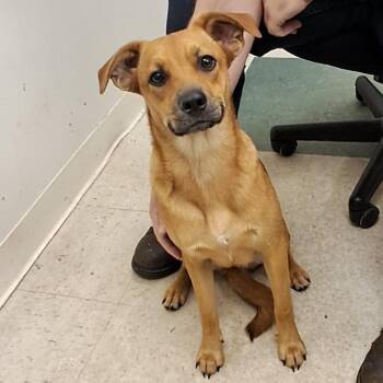 Noodle -  Labrador Retriever and Mixed Breed Dog for Adoption in Birmingham, Alabama - Noodle | PetCurious