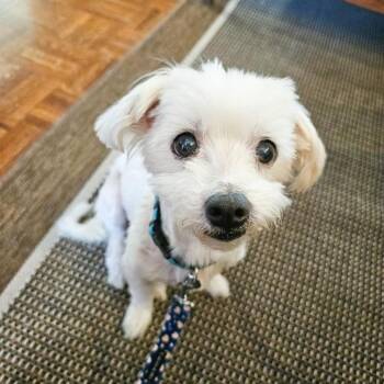 Charlie -  Maltese and Poodle Dog for Adoption in Versailles, Kentucky - Charlie | PetCurious