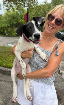 Cypress -  Pointer Dog for Adoption in Harrison, New York - Cypress | PetCurious