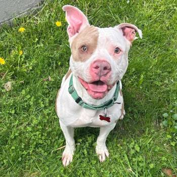 American Staffordshire Terrier and Mixed Breed Dogs Available for Adoption in Detroit, Michigan - Astro | PetCurious