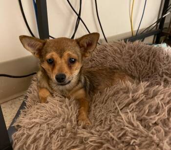 BELLA -  Chihuahua Dog for Adoption in Troutman, North Carolina - BELLA | PetCurious