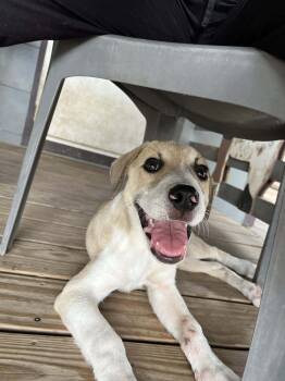 Rescue Black Mouth Cur and Anatolian Shepherd Dogs for Adoption in Pearland, Texas - Dyson | PetCurious