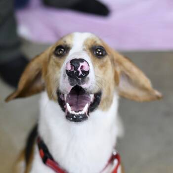 Opossum -  Beagle Dog for Adoption in Defuniak Springs, Florida - Opossum | PetCurious