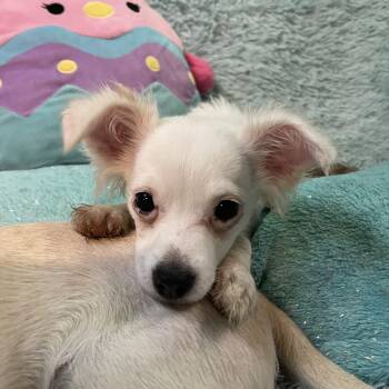 Rescue Chihuahua and Papillon Dogs for Adoption in Cupertino, California - BE-LINDA | PetCurious