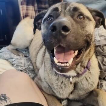 Gohan -  Mixed Breed Dog for Adoption in Winston-salem, North Carolina - Gohan | PetCurious