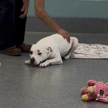 Judy -  Mixed Breed Dog for Adoption in Indianapolis, Indiana - Judy | PetCurious