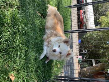 Bonnie -  Australian Cattle Dog Blue Heeler Dog for Adoption in Selah, Washington - Bonnie | PetCurious