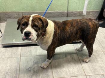 American Bulldog and Mixed Breed Dogs Available for Adoption in Grand Prairie, Texas - BRONCO | PetCurious