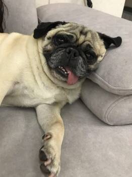 Gavin -  Pug Dog for Adoption in Surrey, British Columbia - Gavin | PetCurious