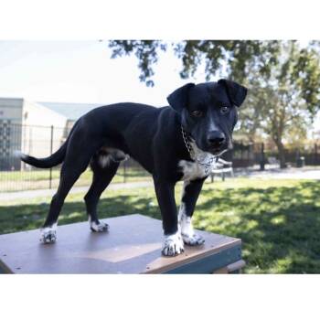 Rescue Cattle Dog Dogs for Adoption in Pleasanton, California - Hudson - ECAS | PetCurious