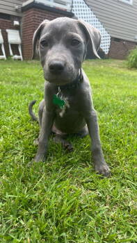 Rescue Terrier Dogs for Adoption in Greenville, South Carolina - Stevie | PetCurious