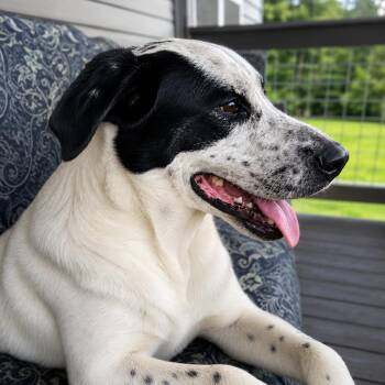 Max - Available Sept. 16 -  English Pointer Dog for Adoption in Delta, Alabama - Max - Available Sept. 16 | PetCurious