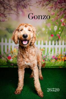 Goldendoodle Dogs Available for Adoption in Oak Ridge, Tennessee - Gonzo | PetCurious