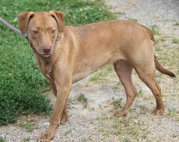 Charlotte fka Heidi (Spayed) (Photos June 7th 2026) -  Labrador Retriever Dog for Adoption in Marietta, Ohio - Charlotte Fka Heidi (Spayed) (Photos June 7th 2026) | PetCurious