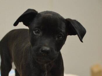 Saltine -  Labrador Retriever and Pit Bull Terrier Dog for Adoption in Portland, Oregon - Saltine | PetCurious