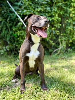 Rescue American Staffordshire Terrier Dogs for Adoption in Bridgton, Maine - Nugget | PetCurious