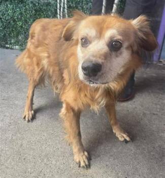 61730709 -  Mixed Breed Dog for Adoption in El Paso, Texas - 61730709 | PetCurious