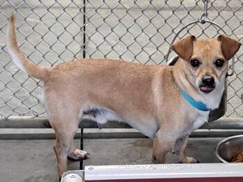 Tank -  Dachshund and Mixed Breed Dog for Adoption in Lawrenceburg, Kentucky - Tank | PetCurious