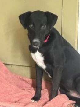 Sprout -  Labrador Retriever and Pointer Dog for Adoption in Lake Wylie, South Carolina - Sprout | PetCurious