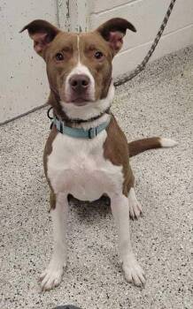 Chase -  Mixed Breed Dog for Adoption in Kansas City, Missouri - Chase | PetCurious