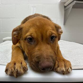 Pax -  Shepherd and Mixed Breed Dog for Adoption in Corpus Christi, Texas - Pax | PetCurious