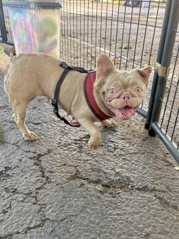 French Bulldog Dogs Available for Adoption in Margate, Florida - ROSALINA | PetCurious