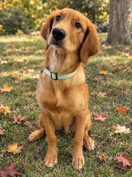 Oscar -  Golden Retriever Dog for Adoption in New Canaan, Connecticut - Oscar | PetCurious