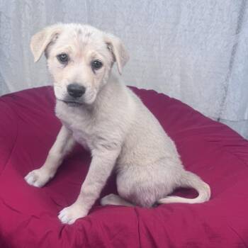 Golden Retriever and Great Pyrenees Dogs Available for Adoption in Atlanta, Texas - Hazedl | PetCurious