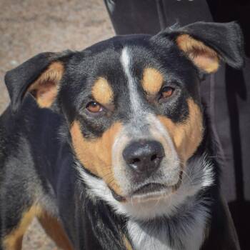 Rocky -  Rottweiler and American Staffordshire Terrier Dog for Adoption in Huntley, Illinois - Rocky | PetCurious