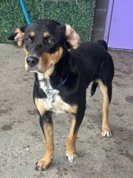 Shepherd and Mixed Breed Dogs Available for Adoption in El Paso, Texas - 60911692 | PetCurious