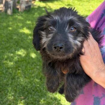Chihuahua and Terrier Dogs Available for Adoption in Allen, Texas - Peaches BBQ | PetCurious