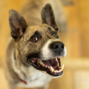 Silver (Sponsored) -  Shepherd and Akita Dog for Adoption in East St. Louis, Illinois - Silver (Sponsored) | PetCurious