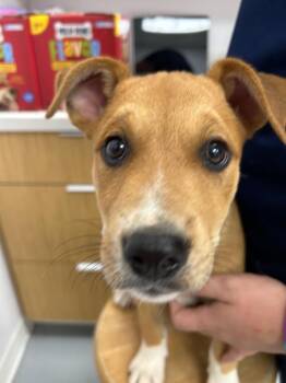 Ying (Yx2) -  Shepherd and Labrador Retriever Dog for Adoption in Hartsville, South Carolina - Ying (Yx2) | PetCurious