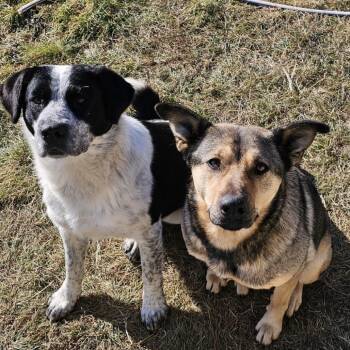 TikTik -  Mixed Breed Dog for Adoption in Bismarck, North Dakota - TikTik | PetCurious