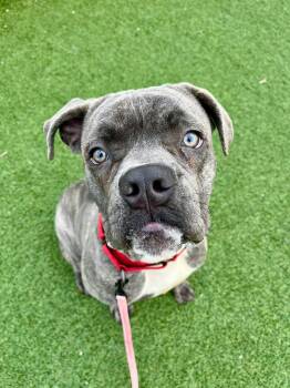 Rescue Boxer Dogs for Adoption in Cleveland, Ohio - Lloyd | PetCurious