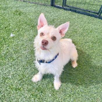 Butterscotch -  Terrier Dog for Adoption in Agoura Hills, California - Butterscotch | PetCurious