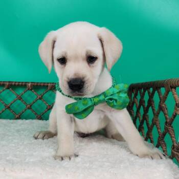 Labrador Retriever Dogs Available for Adoption - Bgregg | PetCurious
