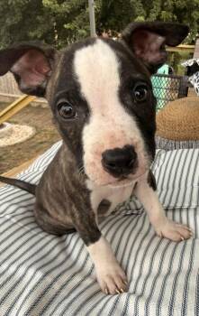 Buzz -  American Staffordshire Terrier Dog for Adoption in Grand Island, Nebraska - Buzz | PetCurious