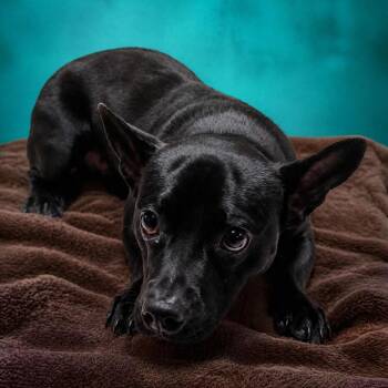 Charley -  Chihuahua and French Bulldog Dog for Adoption in Enid, Oklahoma - Charley | PetCurious