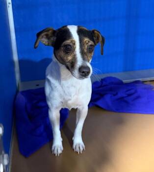 Jack Russell Terrier Dogs Available for Adoption in Pierceton, Indiana - Blair | PetCurious