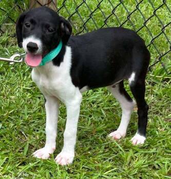 Trevor -  Hound Dog for Adoption in Tarrytown, Georgia - Trevor | PetCurious
