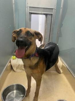 Milli Vanilli -  Shepherd and Mixed Breed Dog for Adoption in Fort Collins, Colorado - Milli Vanilli | PetCurious