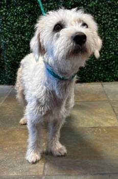 Terrier and Poodle Dogs Available for Adoption in El Paso, Texas - 60787003 | PetCurious