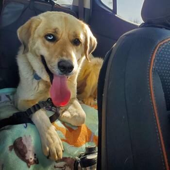 Great Pyrenees and Labrador Retriever Dogs Available for Adoption - Reyna | PetCurious