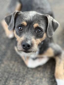 Terrier Dogs Available for Adoption in Greensboro, North Carolina - Leroy | PetCurious
