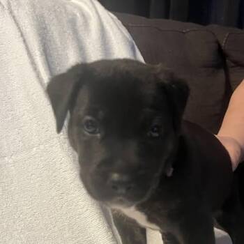 American Bulldog Dogs Available for Adoption in Niagara Falls, Ontario - Aldean (20260422-03) | PetCurious