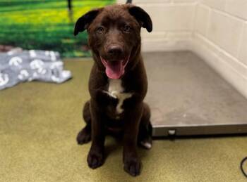 RYU -  Labrador Retriever and Mixed Breed Dog Available for Adoption in Moreno Valley, California - RYU | PetCurious